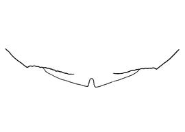   Anthidium jocosum  female, diagram showing the dorsal view of the sixth tergite (T6), diagram from Gonzalez and Griswold 2013 
